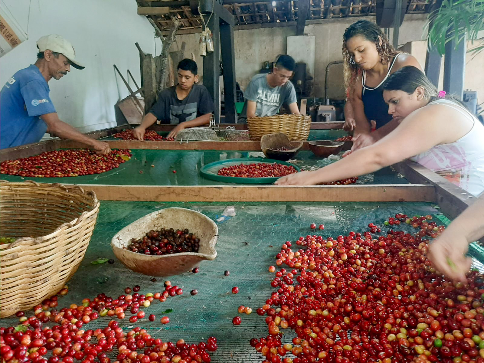 Produção artesanal de café une história, preservação e turismo na região serrana do Ceará