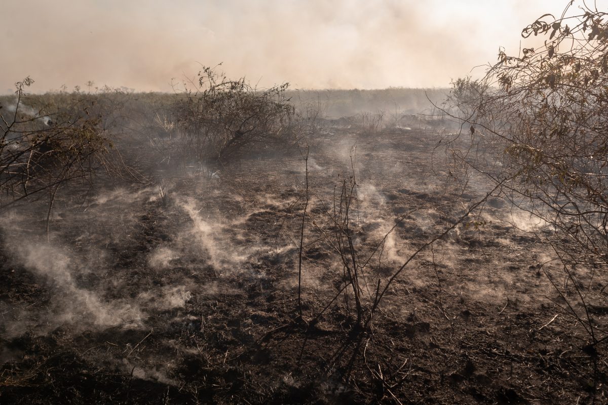 Mais de 700 mil hectares do Pantanal foram consumidos pelo fogo apenas nos primeiros seis meses de 2024, tornando este ano um dos oito piores já registrados para o bioma. Foto Gustavo Basso via AFP