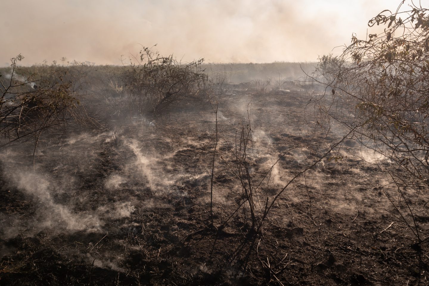 Mais de 700 mil hectares do Pantanal foram consumidos pelo fogo apenas nos primeiros seis meses de 2024, tornando este ano um dos oito piores já registrados para o bioma. Foto Gustavo Basso via AFP