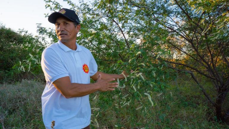 Seu Petrônio mostra a florada da jurema preta, resultado do seu trabalho de reflorestamento na Caatinga. Foto Arquivo Pessoal