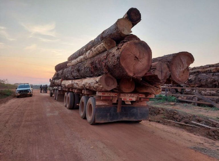 Apreensão de madeira ilegal em Rondônia: área de futuro polo agrícola concentrou 76% do desmatamento em três estados da Amazônia (Foto: Ibama / Amazônia Real)