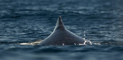 Baleia Jubarte na costa de Vitória, no Espírito Santo. A biodiversidade costeiro-marinha, envolve riquezas como 2.300 espécies de algas; 1.913 de moluscos; 1.717 de crustáceos e 1.359 de peixes. Foto Carl de Souza/AFP