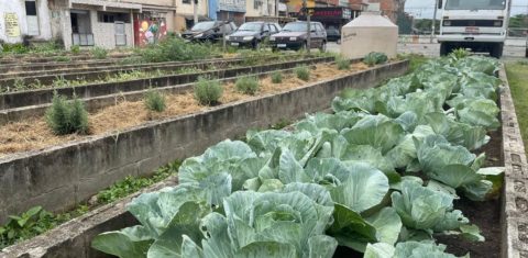 Maior horta comunitária urbana da América Latina, plantação em Manguinhos, na Zona Norte do Rio, é exemplo de projeto agroecológico (Foto: Divulgação)