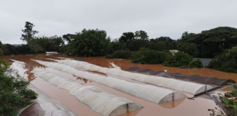 Assentamento do MST produtor de arroz submerso: camponeses e agricultores destacam papel da agroecologia para manter equilíbrio ambiental (Foto: Marcia Riva / Arquivo Pessoal)