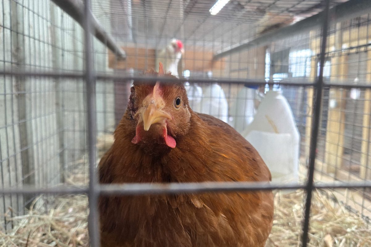 Foto colorida de galinha dentro de uma gaiola. Aumento de casos de gripe aviária fez preço dos ovos saltarem nos Estados