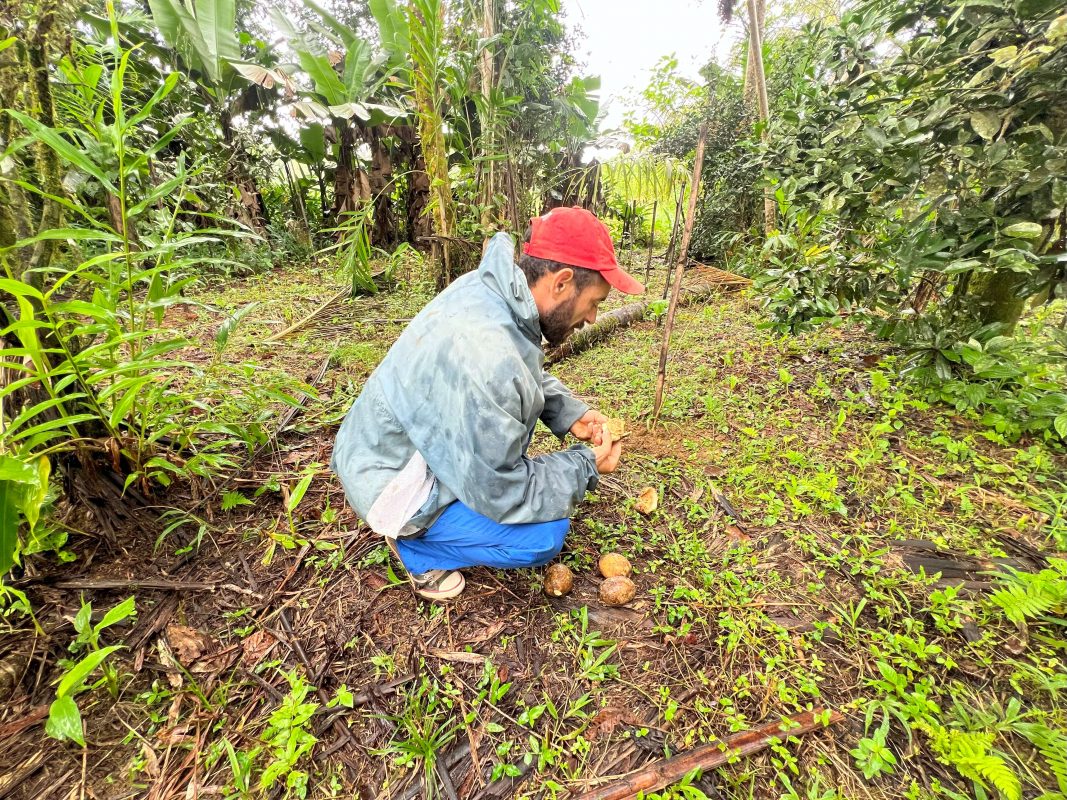 O agricultor Jonas Souza no assentamento reflorestado: "É um modelo que gera trabalho e renda para todos" (Foto: cedidas pelas autoras)