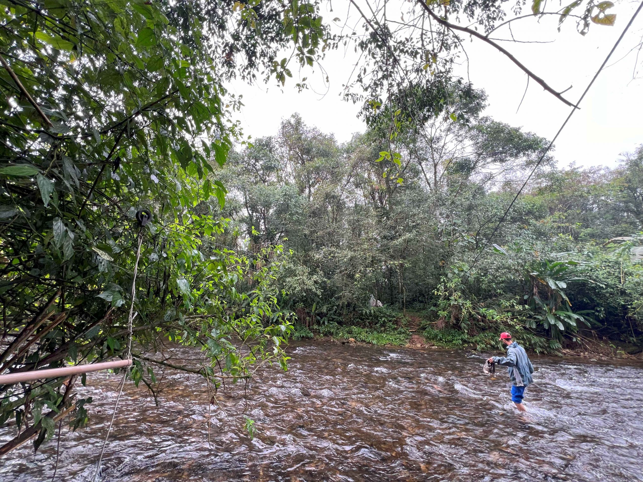 Mão de obra é desafio para sistemas agroflorestais