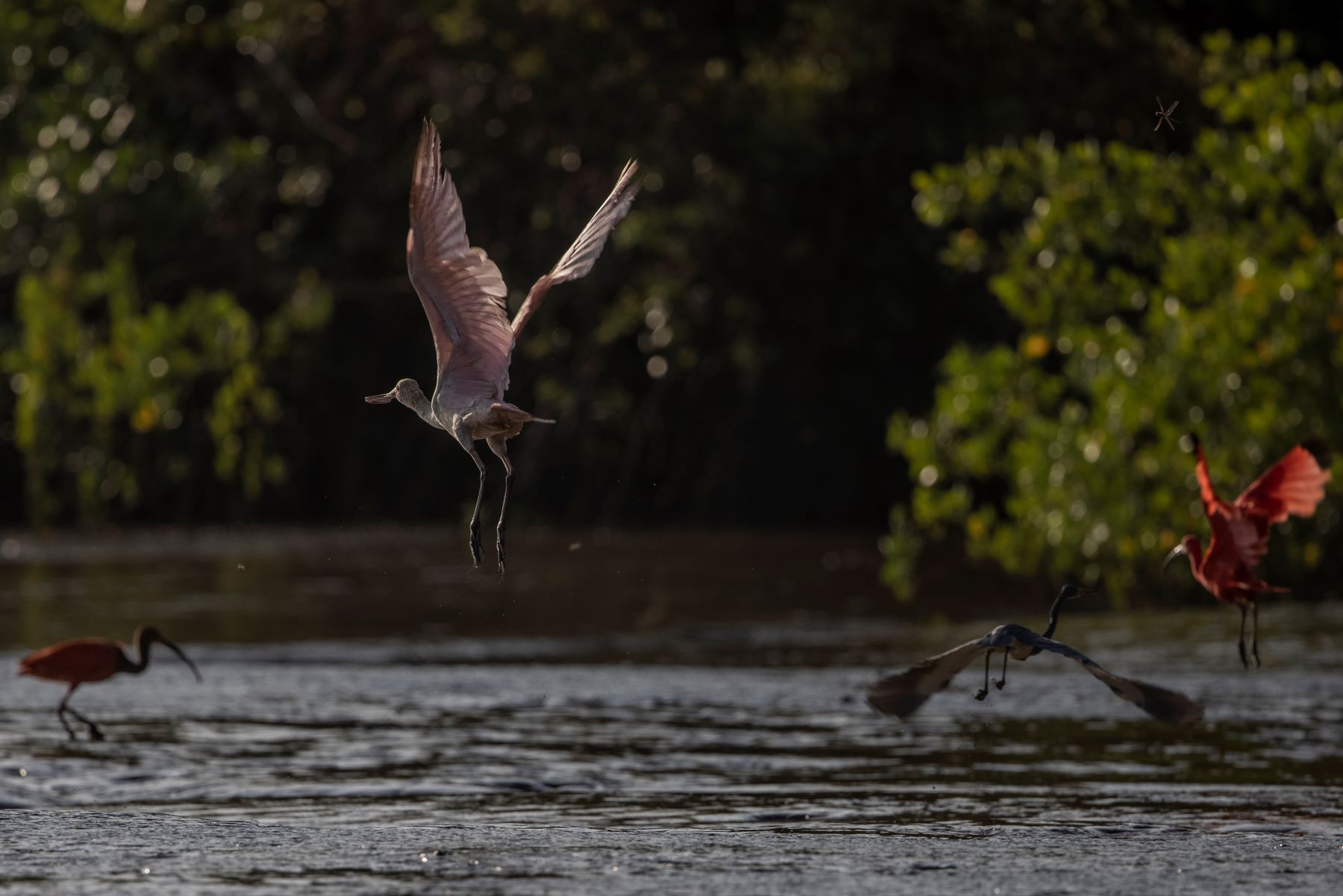 Aves na Reserva Biológica do Lago Piratuba, uma área protegida próxima à Foz do Amazonas: biodiversidade ameaçada (Foto: Victor Moriyama / InfoAmazonia)