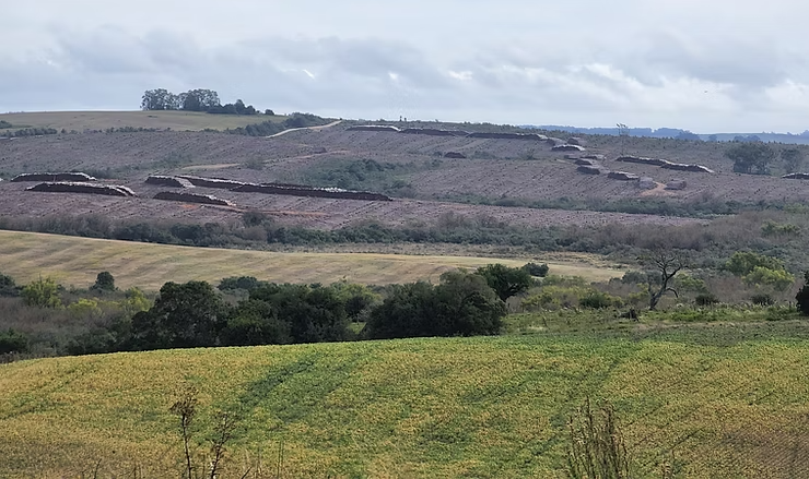 Foto colorida de campos no bioma Pampa em Bagé