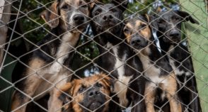 Centenas de animais resgatados nas enchentes no Sul seguem em abrigos