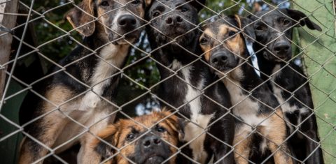 Foto colorida de animais resgatados em abrigo em Canoas