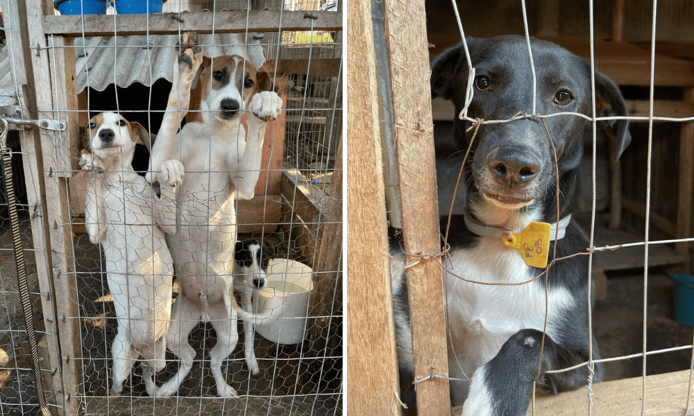 Duas fotos coloridas de cachorros no abrigo da 101 Viralatas, em Viamão, na região Metropolitana de Porto Alegre