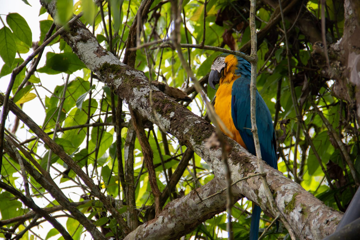 Arara na reserva indígena Buenavista, em Putumayo: contaminação com exploração de petróleo ameaça ambiente e biodiversidade na Amazônia colombiana (Foto: Juan Carlos Contreras / InfoAmazonia)