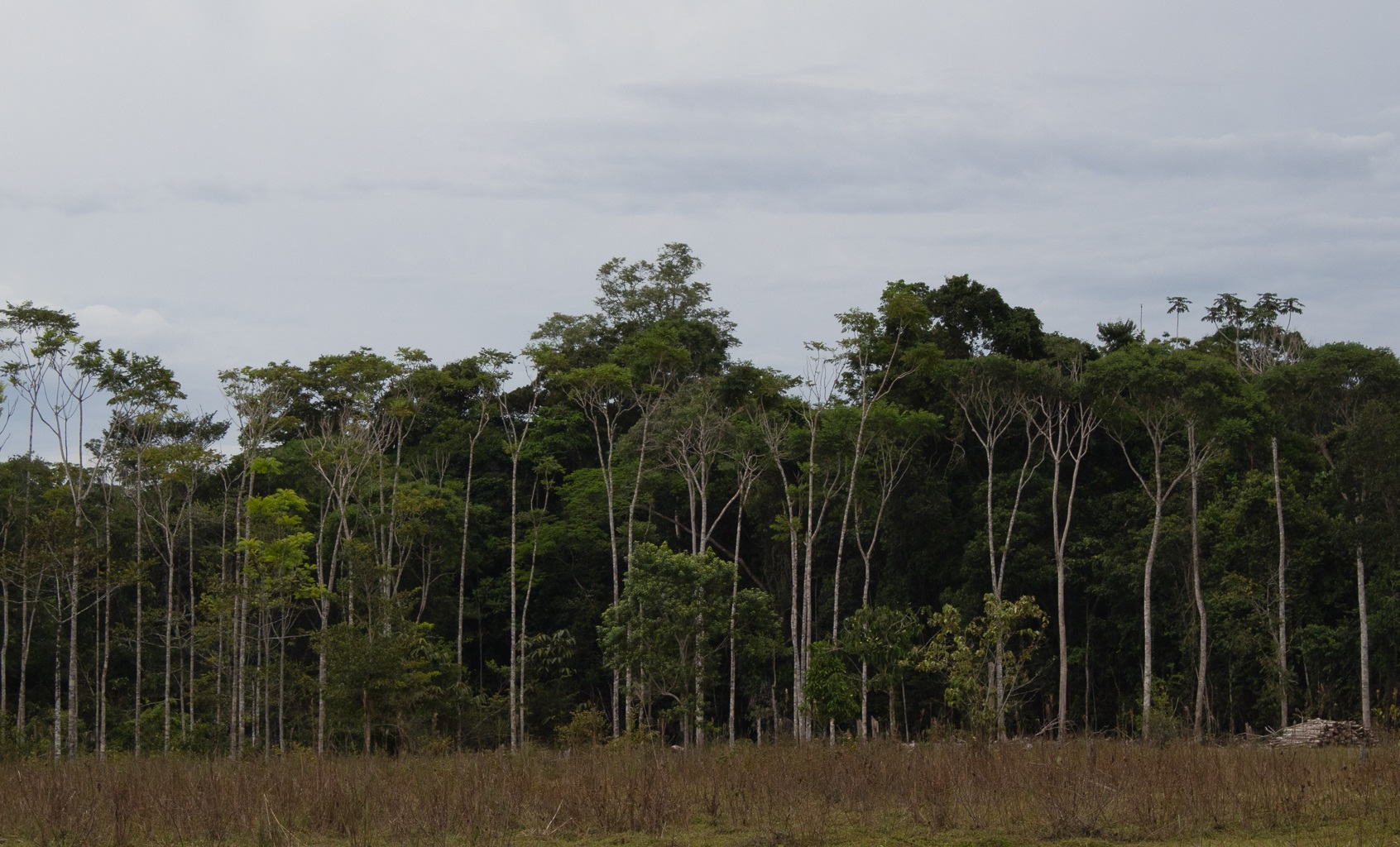Região de Floresta Amazônica em território da Colômbia: Amazônia colombiana tem 132 mil km² reservados à exploração petrolífera (Foto: Juan Carlos Contreras / InfoAmazonia)