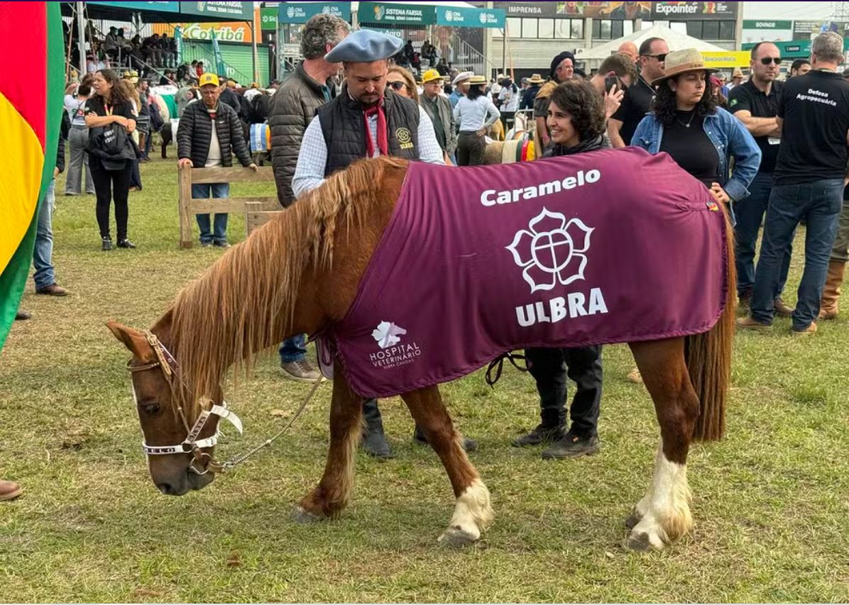 Cavalo caramelo em exposição no Rio Grande do Sul: animal resgatado em telhado de casa foi adotado por universidade (Foto: Marcelo Ermel / Ulbra - 30/08/2024)