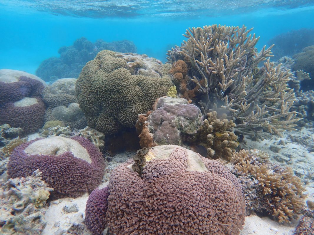 Corais atingidos pelo branqueamento na Grande Barreira da Austrália: 44% das colônias branqueadas monitoradas pelos pesquisadores morreram (Foto: Universidade de Sydney)