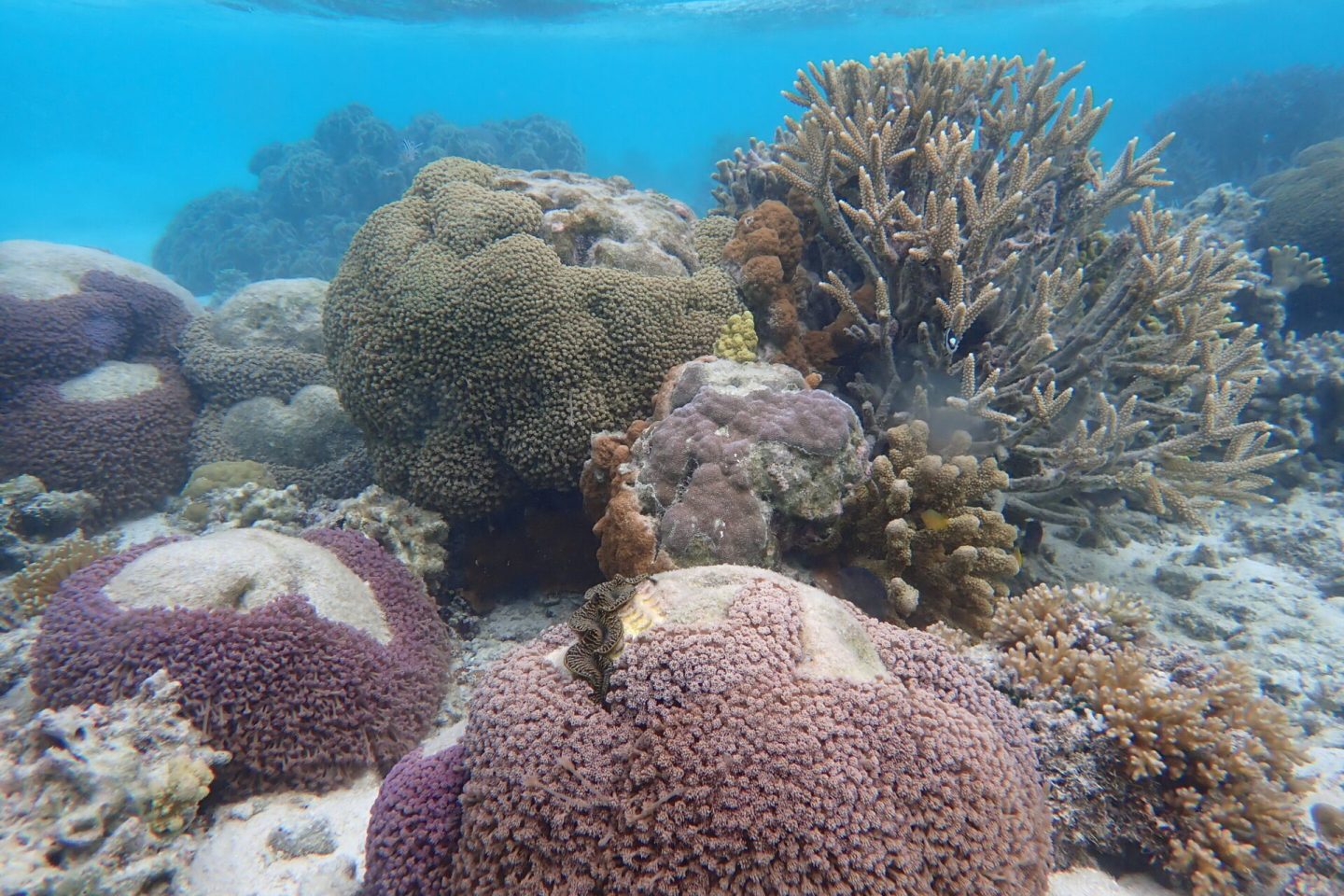 Corais atingidos pelo branqueamento na Grande Barreira da Austrália: 44% das colônias branqueadas monitoradas pelos pesquisadores morreram (Foto: Universidade de Sydney)