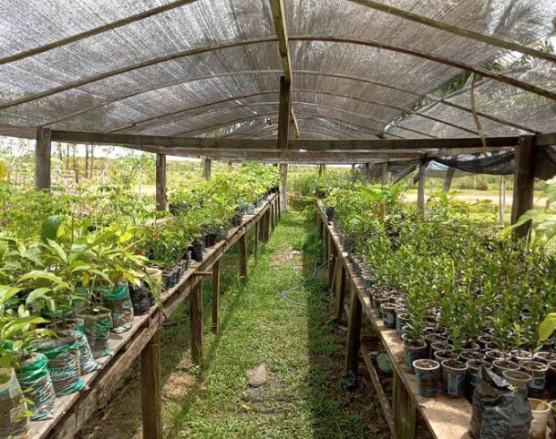 Soluções baseadas na natureza: chamada pública busca viabilizar financiamento