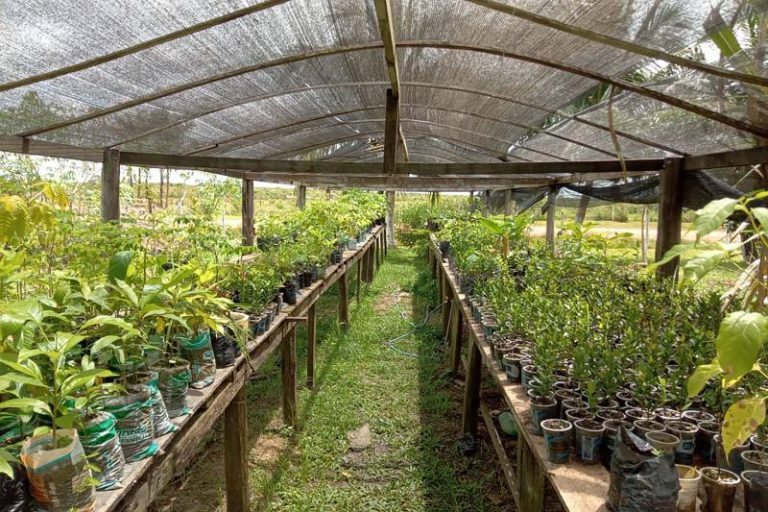 Sistema Agroflorestal na Ilha de Marajó: chamada pública para para negócios de impacto socioambiental através de Soluções baseadas na Natureza (Foto: Agência Pará)