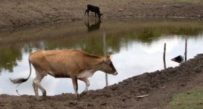 Seca extrema castiga agricultores gaúchos antes e depois dos temporais