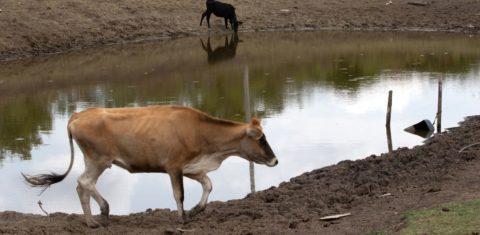 Gado em torno de lago quase seco na estiagem de 2023 em Bagé. Rio Grande do Sul: anos de seca extrema vêm castigando gaúchos antes e depois dos temporais de 2024 (Foto: Fábio Pozzebom / Agência Brasil - 23/02/2023)