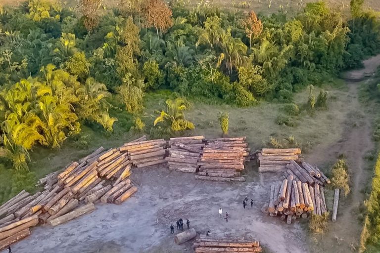 Ação contra extração ilegal de madeira no Pará: desmatamento na Amazônia cai pelo terceiro ano consecutivo (Foto: Agência Pará)