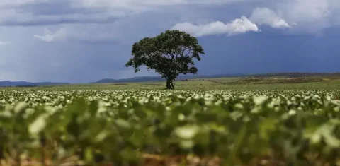 Foto colorida que mostra plantação de soja desfocada, com uma única árvore no centro da imagem. Ao fundo, céu com nuvens