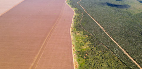 Foto colorida que mostra no lado esquerdo, campo de soja, dividido por uma estrada e, do lado direito, floresta e vegetação natural do Cerrado