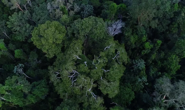 Foto colorida de vista aérea de árvores na floresta amazônica