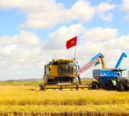 Rio Grande do Sul mostra como reduzir metano sem perder produtividade no cultivo de arroz