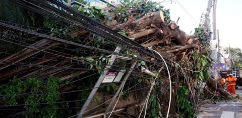 Árvores derrubadas pelos ventos de mais de 100 km/h no Rio: El Niño não é o único culpado por desastres climáticos (Foto: Tânia Rego / Agência Brasil)