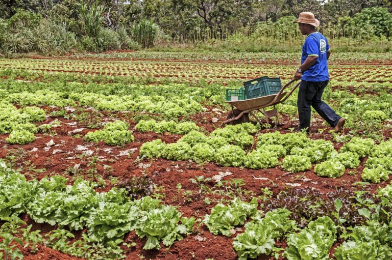 Foto colorida de agricultor familiar carregando produtos em carrinho de mão em meio à plantação de alface, no Distrito Federal