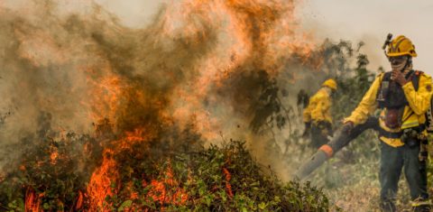 Brigadistas do Prevfogo/Ibama combatem incêndio no Pantanal em 2024: com El Niño Godzilla se aproximando, STR cobra providências de estados da Amazônia Legal e do Pantanal (Foto: Marcelo Camargo / Agência Brasil - 29/06/2024)